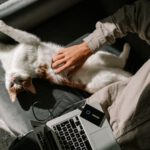 Portable SSD - person holding white and orange cat