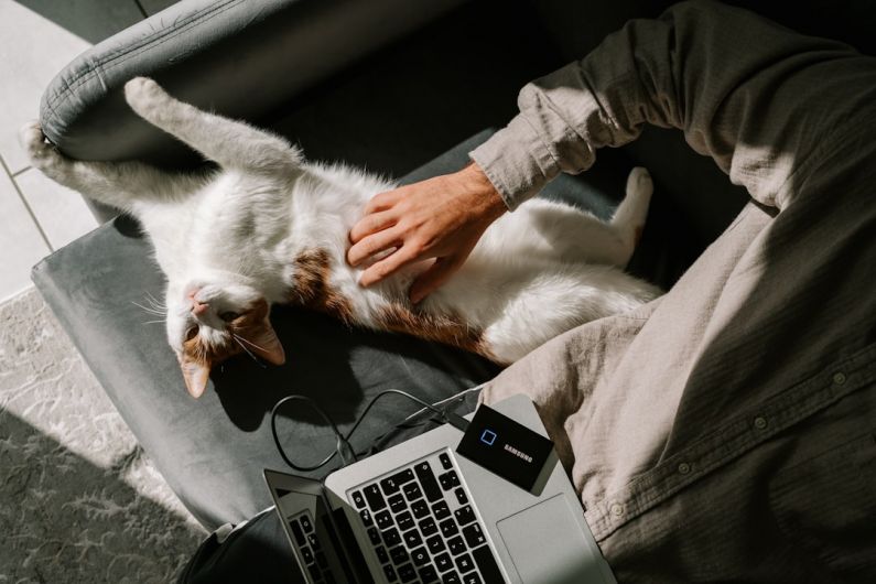 Portable SSD - person holding white and orange cat