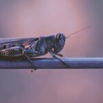 Exoskeleton - shallow focus photography of grasshopper