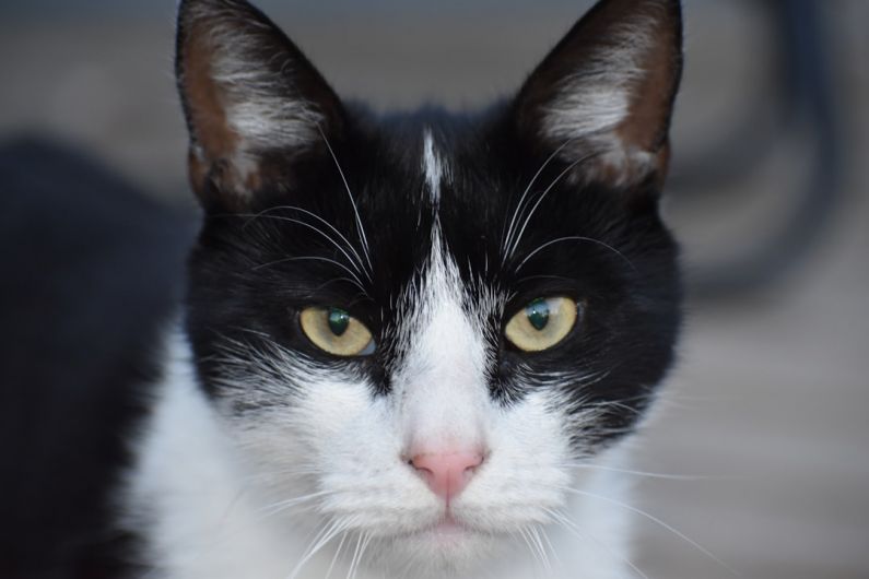 Bionic Eye - a black and white cat with yellow eyes