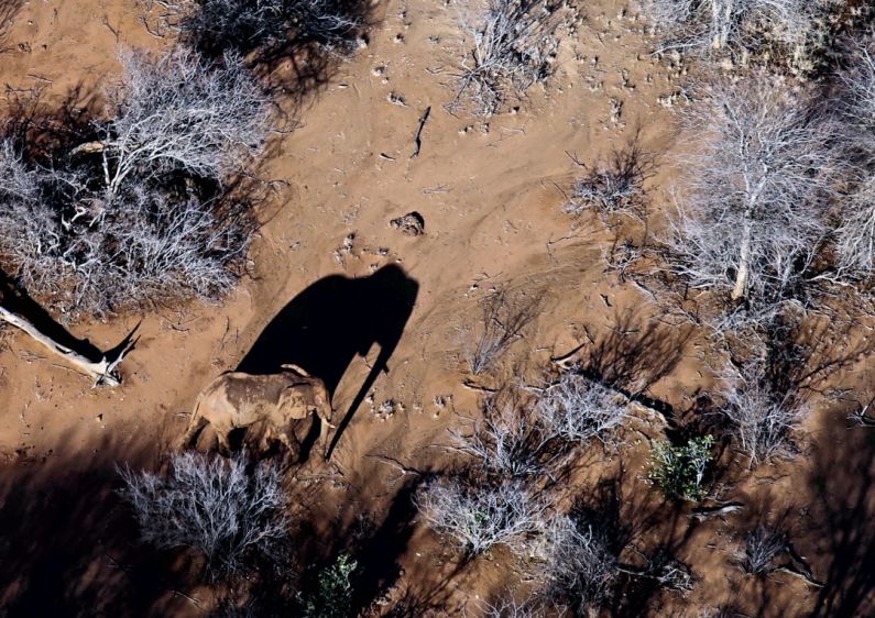 Wildlife Drone - top view photography of elephant