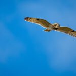 Jetpack Flight - brown and white owl flying under blue sky during daytime
