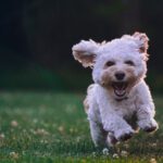 Robotic Dog - shallow focus photography of white shih tzu puppy running on the grass