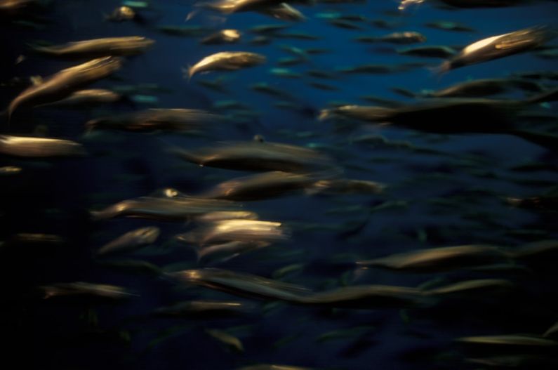 Underwater Farming - underwater photo of school of fish