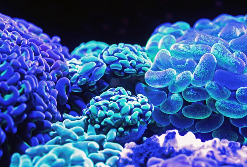 Underwater Robot - blue corals