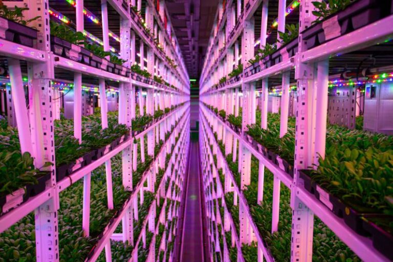 Urban Farming: Technology Meets Sustainability